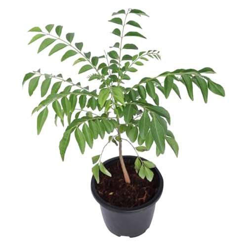Image of Kalfo Curry Leaves Live Plant Curry Tree Curry Patta Plant Meetha Neem Curry Patta Outdoor Plant for Home and Garden with Black Pot