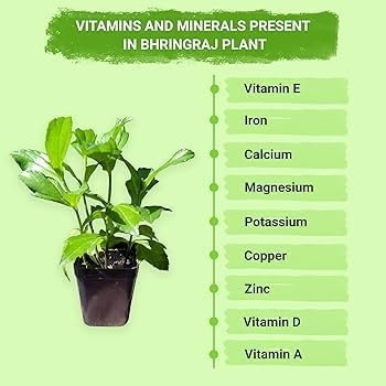 Image of Bhringraj Live Plant with Pot | Ayurvedic Medicinal Herb Plant for Hair Care | Eclipta Alba Herbal Plant for Home Garden Balcony Terrace & Kitchen Garden | Pack of 1