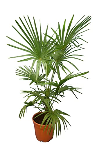 Winterharte Hanfpalme XL - Trachycarpus fortunei - Gesamthöhe 140-160 cm - Topf Ø 36 cm Cover