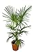Produktbild Winterharte Hanfpalme XL - Trachycarpus fortunei - Gesamthöhe 140-160 cm - Topf Ø 36 cm
