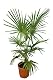 Winterharte Palmen Hanfpalme XL – Trachycarpus fortunei 140-160 cm