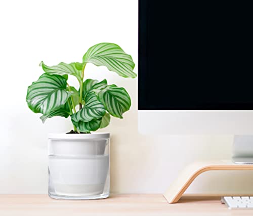 D'vine Dev 6 Inch Design Self Watering Planter For Indoor Plants, White Terracotta Pots With Cylinder Glass Cup, Set Of 2, 373-B-2 #TOP6