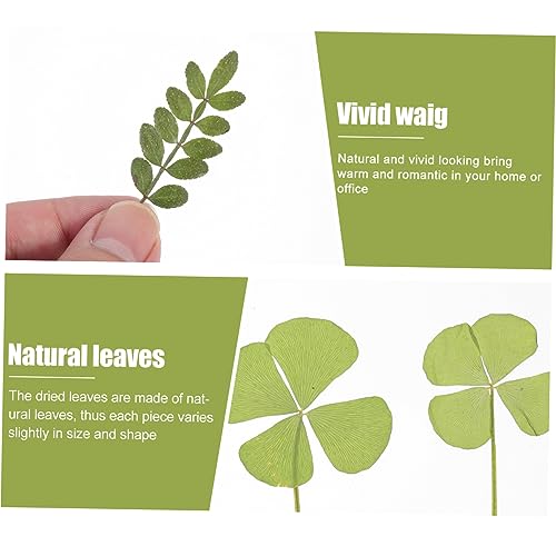 Anneome 1 Material De Gravação De Flores Secas Faça Você Mesmo Folhas Secas Folhas De Flores Prensad