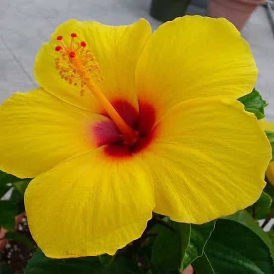 Greentower Pure Yellow And Pink In Middle Plant Colour Hibiscus Live Plant Healthy Hybrid Plant Pack of 1 (B0C554HCBB) Amazon Price History, Amazon Price Tracker