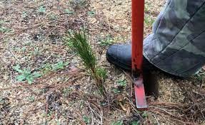 10 Organic Fast Growing Loblolly Pine | Pinus Taeda | Naturally Sprouted Starter Pine Tree Seedlings 6" To 12" #TOP4