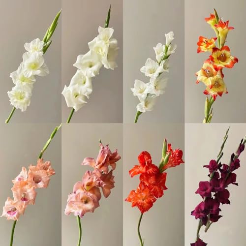 8 piezas de bulbos de gladiolos perennes resistentes - regalos para el jardín, gladiolos, plantas perennes bulbos de flores de primavera perennes resistentes plantas de jardín de rocas