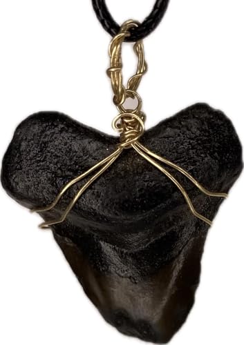 Genuine North Carolina Megalodon Shark Tooth Necklace Wrapped in your choice of metal Real Fossil Shark Tooth Pendant Necklace, Jurassic gift-