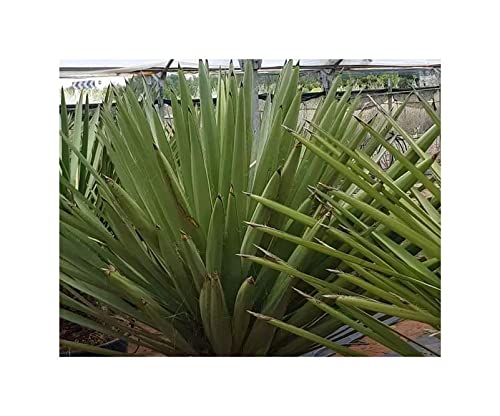 Pcs - 10x Yucca Faxoniana Faxon Yucca Jardin Plantes - Graines ID971 - Seeds & Plants Shop by Ipsa