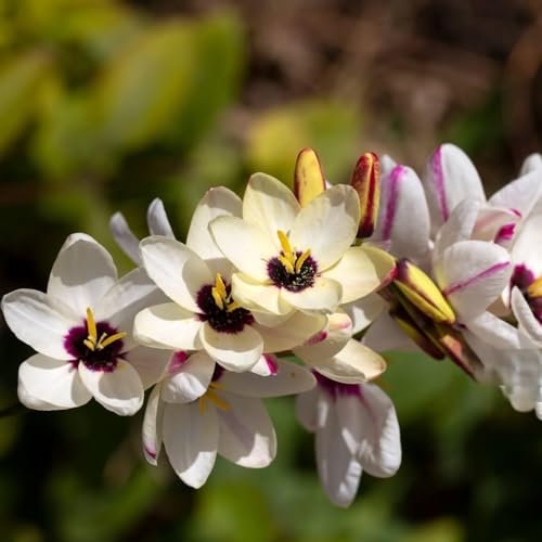 image for Touch Of ECO Amazing Deal-Complete Spring & Summer 100 Bulbs Blooming 