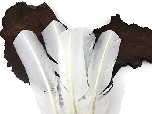 Moonlight Feather | 50 Pieces - Turkey Feathers - White Turkey Round Wing Quill Large Wholesale Feathers (Bulk) Halloween, Indian Craft, Wedding, Angel Wing Feathers #TOP4