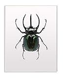Stupell Industries Beetle Horned Black Green Animal Photograph Wall Plaque, 10 x 15, Multi-Color