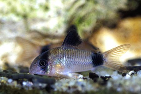 WorldwideTropicals Live Freshwater Aquarium Fish - (4) 1-1.25