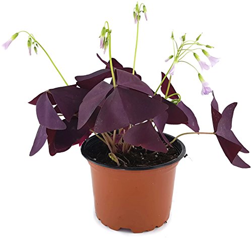 Oxalis triangularis „Mijke“ – Essbare Blumen mit lila Blättern