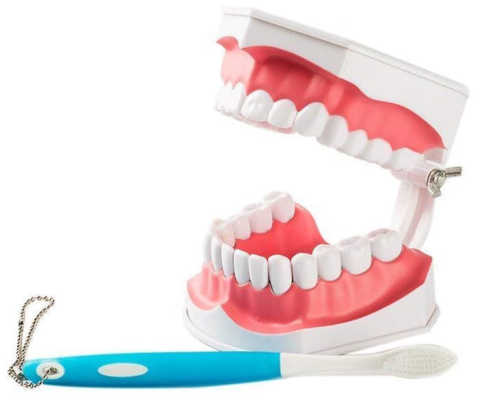 See full amazon price history chart for Myaskro® ✮ Dental Anatomy Model ✮ (Premium Quality) ✮ For Demonstration And Educational Purposes Myaskro® ✮ Dental Anatomy Model ✮ (Premium Quality) ✮ For Demonstration And Educational Purposes (B0BQJVP4DK) Amazon Price History, Amazon Price Tracker