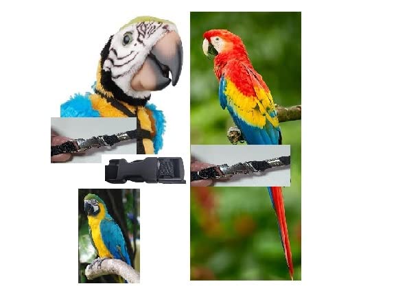 Harnais grand ara macao cyanoptera finitions amovibles haut de gamme