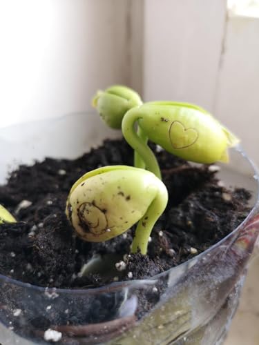 J&J Packung mit 20 Samen magische Bohnen Magic Bean Magic Beans Geschenkidee Wiederholungsereignis Neugier Idee Zuhause Geschenk Bingo Weihnachtsfeier in der Liebe besondere Nachricht…