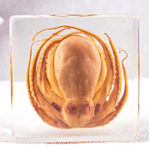 SINGEWOW Resin-Encased Octopus Specimen: Authentic Taxidermy for Science Education, Classroom Display & Collectors - Ideal Gift for Biology Enthusiasts, Oddities Collectors & Skull Art Aficionados