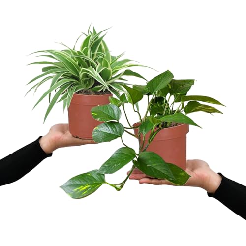Grünlilie & Efeutute – Hängendes Zimmerpflanzen Starterpack – 2 Rankende Zimmerpflanzen – frisch aus der Gärtnerei – Höhe 15-25 cm – Töpfe 10,5-12 cm – Green Me Up