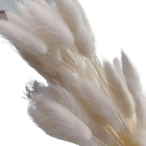 Ramo de flores secas Nature Bunny Rabbit Tail Grass 60 pcs miniatura 1