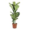 Kamerplant van Botanicly – Vioolplant – Hoogte: 90 cm – Ficus Lyrata