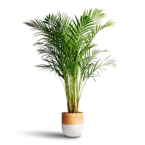 Areca Palm Plant – Indoor Air Purifying Tree, Natural Humidifier & Oxygen Booster, Low Maintenance Tropical Indoor Greenery for Home, Bedroom & Office Décor