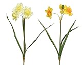 Decoris