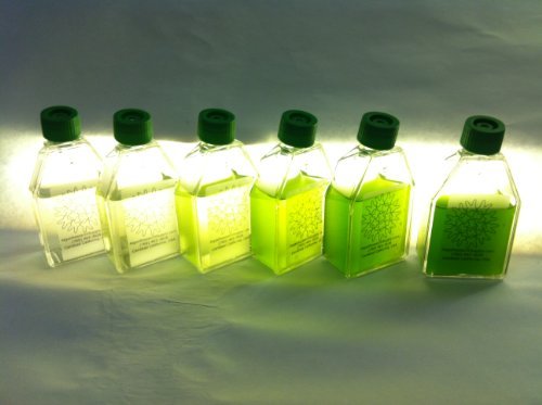 Algae Research Supply Algae Culture-Nannochloropsis, Perfect for School Science Fairs/Projects, Experiments & Classrooms