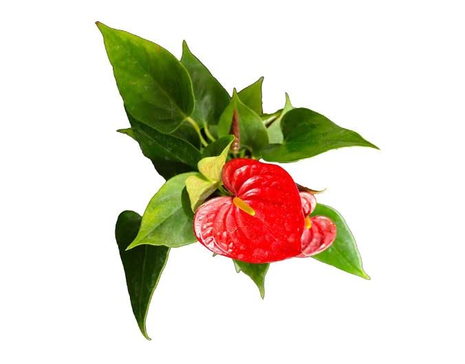 Parasbag Gardening® ANTHURIUM RED Exotic Live Plant Home Decor