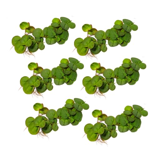 30+ Leaves Red Root Floaters | Phyllanthus Fluitans (+Free Bonus Plant) Live Floating Plants for Aquarium | 2 Day Arrival