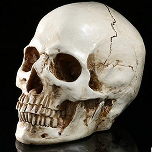 Life Replica Human Skull Head Bone Model 1: 1 Resin Skull for Learning Education Tools