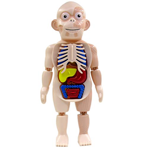 TOYANDONA Modelo de corpo humano, modelo de anatomia do tronco humano, modelo de esqueleto, ferramen