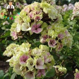 Graines de fleurs de phlox fraîches à planter vert clair paquet de 100 graines