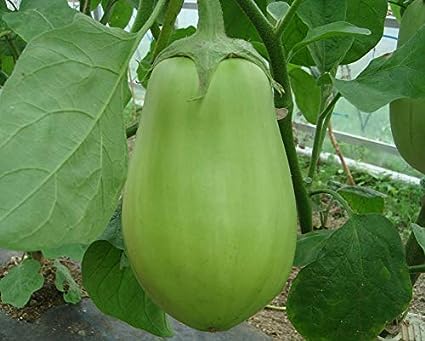 PB HONEY PRIYA PLaNTS Green Brinjal Live Baigan Natural For home Gardening Hybrid Plant Vegetable (Brinjal Big Green Eggplant) (B0CDQ662FR) Amazon Price History, Amazon Price Tracker