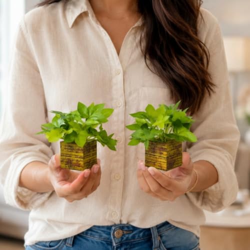 Image of DecoreBugs Artificial Real Touch Flower Plant with Pot (Pack of 2), 16 cm Height, Decorative Faux Floral Plant for Home, Office, Living Room, Bedroom, Table & Shelf Decor