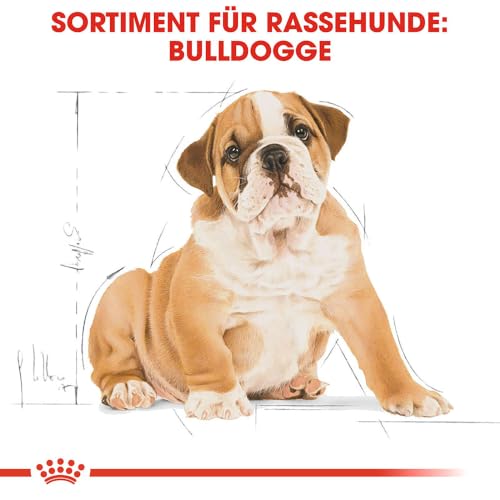 ROYAL CANIN Bulldog Puppy Trockennahrung für Hunde – 12 kg