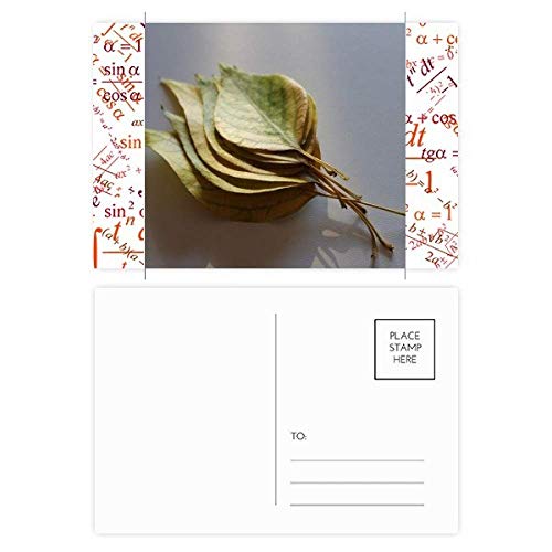 Cartes postales avec formule de plantes DIYthinker pour mot de merci