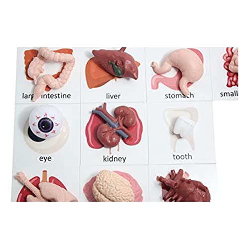 Curious Minds Busy Bags Montessori Human Organ Match - Miniature Body Parts with Cards to Match -...