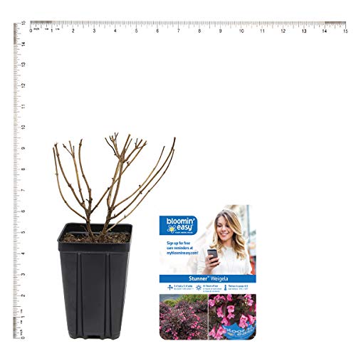 Bloomin' Easy® Weigela Stunner™ 4" Potted Rocketliners® Set Of 3 Plants By Van Zyverden #TOP3