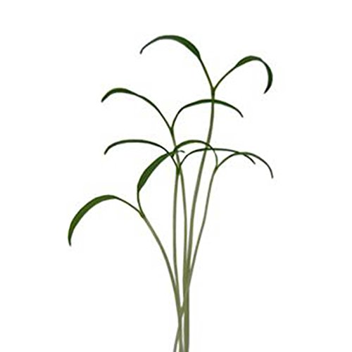 Curled Chervil Herb Garden Seeds - 3 G Packet ~1000 Seeds - Non-Gmo, Heirloom Herbal Gardening & Microgreens - Anthiscus Cerefolium #TOP2