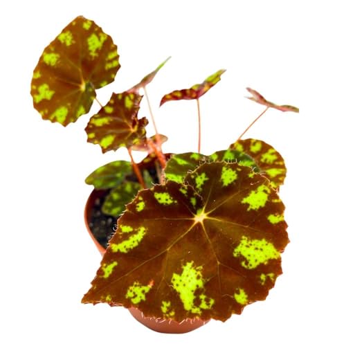 Harmony Begonia Kit Kat