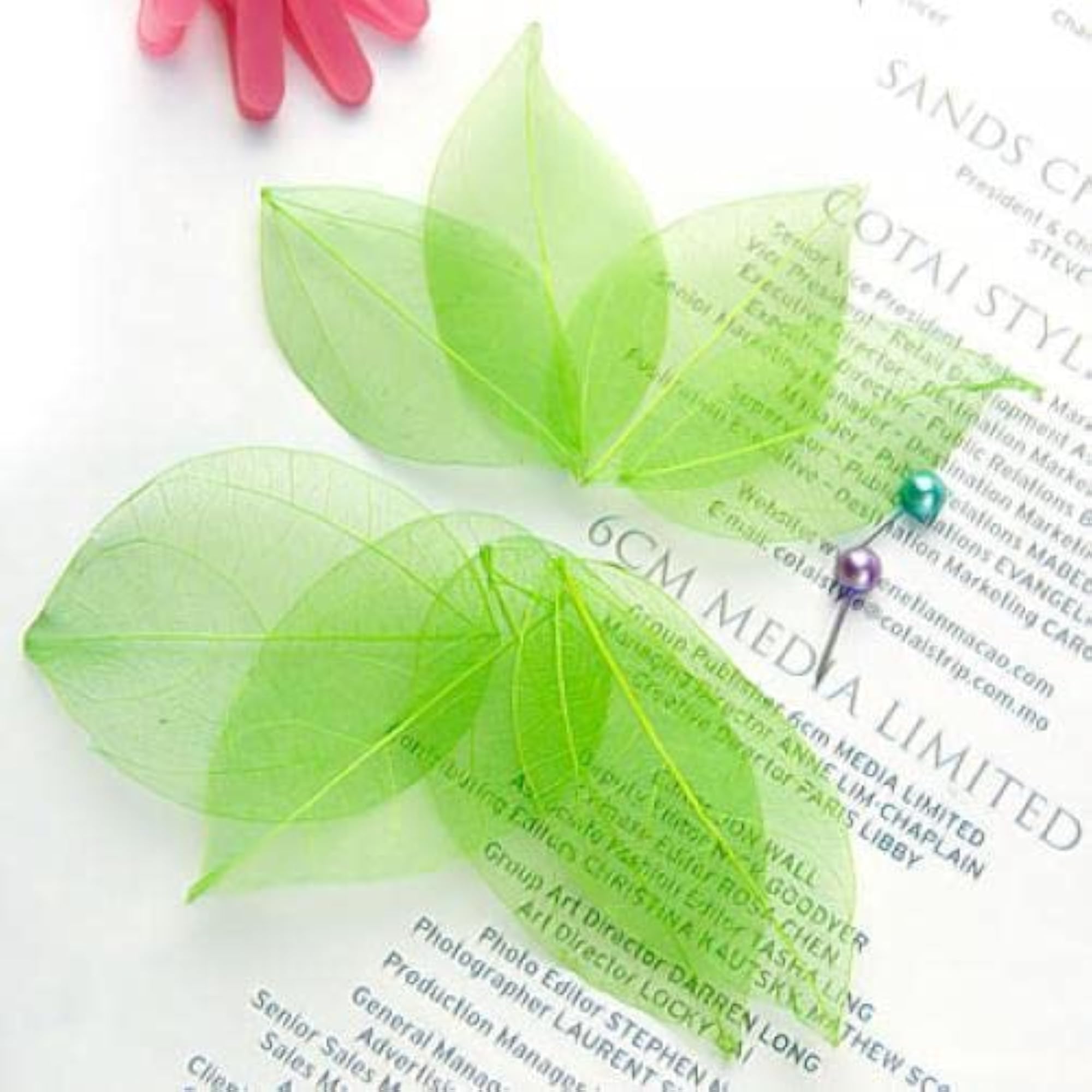 Natural Catbrier Leaf Leaves for Scrapbooking