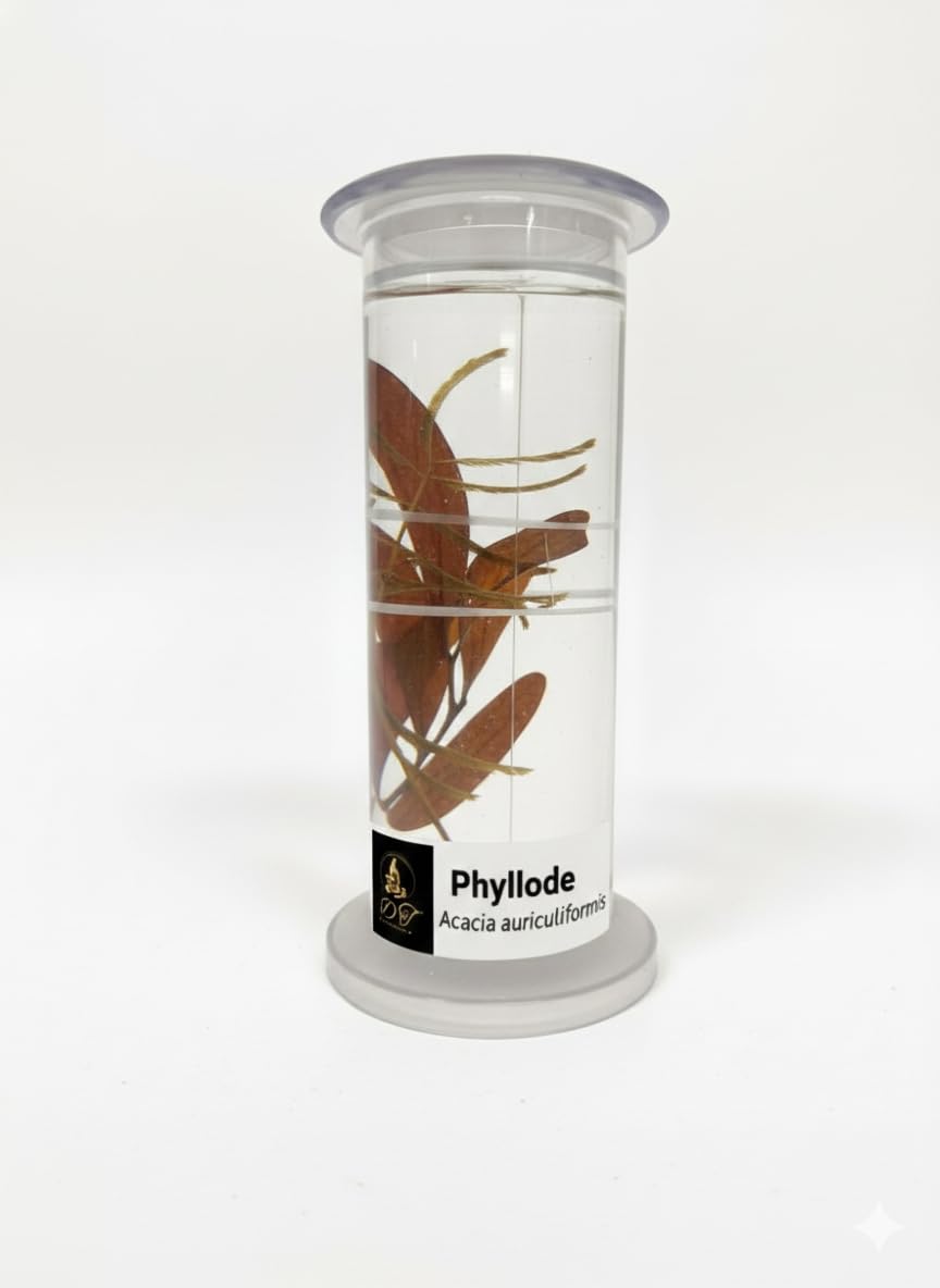 DT Science House Preserved PHYLLOCLADE ACACIA Plant Specimen in Cylindrical Container,for Educational Botany Lab Supply with Clear Display Vessel-picture-28