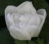 Blumenhandel Ullrich