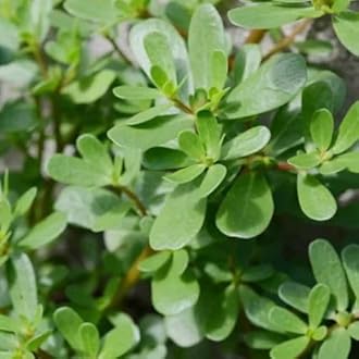 Gebdinsh Garden® Imported Bathua Leaf Vegetables Seeds For Kitchen Gardening (Pack Of 100 Seeds)