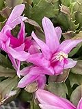 SUCULLENT ~ Schlumbergera Pink (1) Live Plant~Thanksgiving/Christmas Cactus