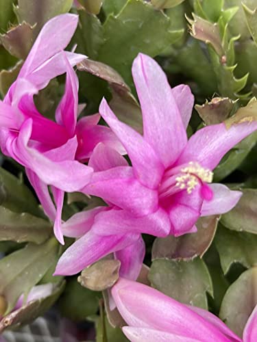 Sucullent ~ Schlumbergera Pink (1) Live Plant~Thanksgiving/Christmas Cactus #TOP21