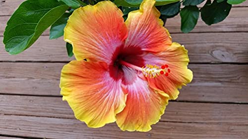 100 Pcs Mix Hibiscus Luna Flower Seed Perennial Flower Garden Plant #TOP5
