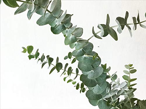 幹太。ユーカリポポラス2.0M(鉢底から)品番A - メルカリ 幹太