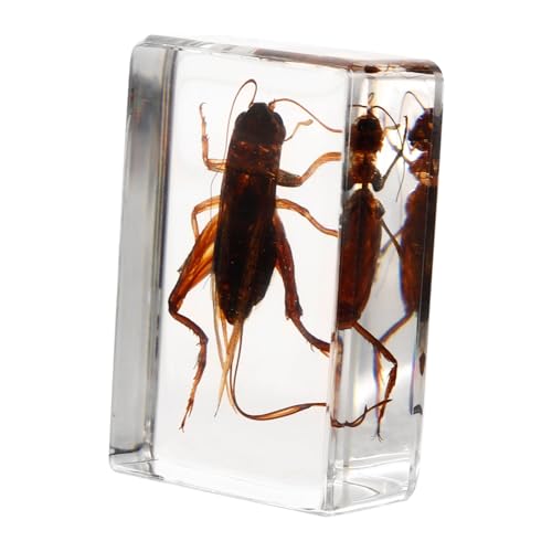 LIFKOME Cricket Specimen Decoration Resin Resin Specimen Decor Resin Crafts Cricket in Resin