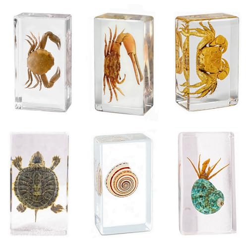 Image of Taxidermy Turtle Crab Snail Conch, Sea Oceans Animals Specimen in Resin for Closer-Look & Study, Novelty Fun & Educational for Science Classroom Specimens, Home Office Decor Gift (2.9x1.6x0.9-inch)